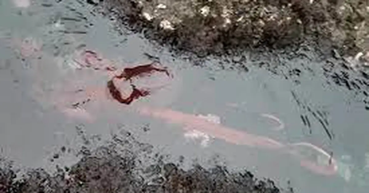 Descubrieron una criatura en los arrecifes de Oregon que cambia de color ante situaciones de riesgo 63f952223bdef.webp