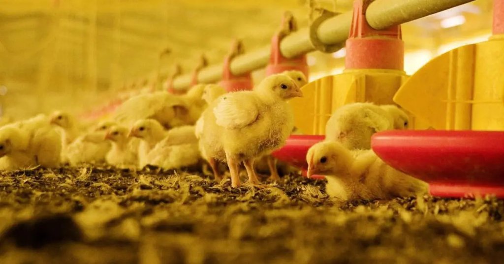 La influenza aviar dispara medidas preventivas en Argentina y exige mantener la guardia alta 63eec60e8803f.jpeg