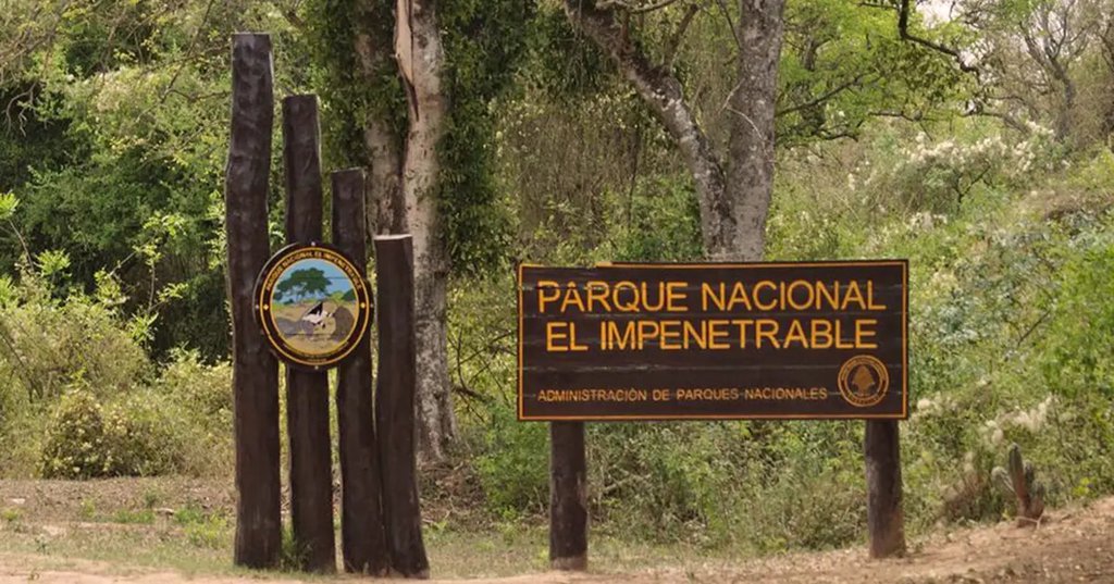 Nacieron dos yaguaretés en el Impenetrable: buscan cómo llamar a las pequeñas crías 63f95483c4e60.jpeg