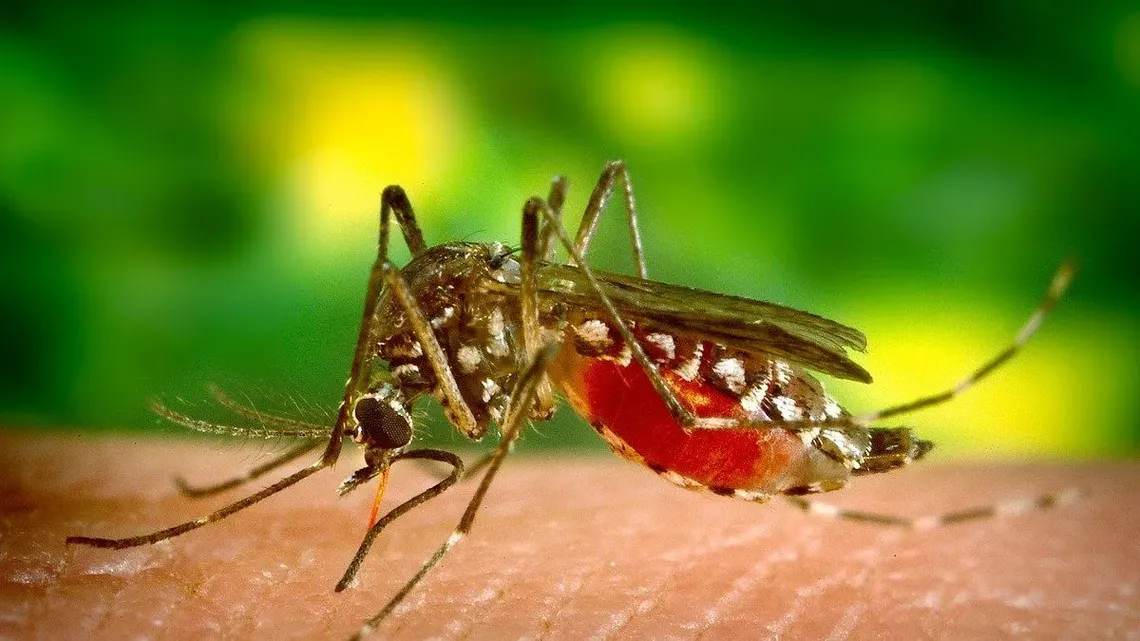 Dengue