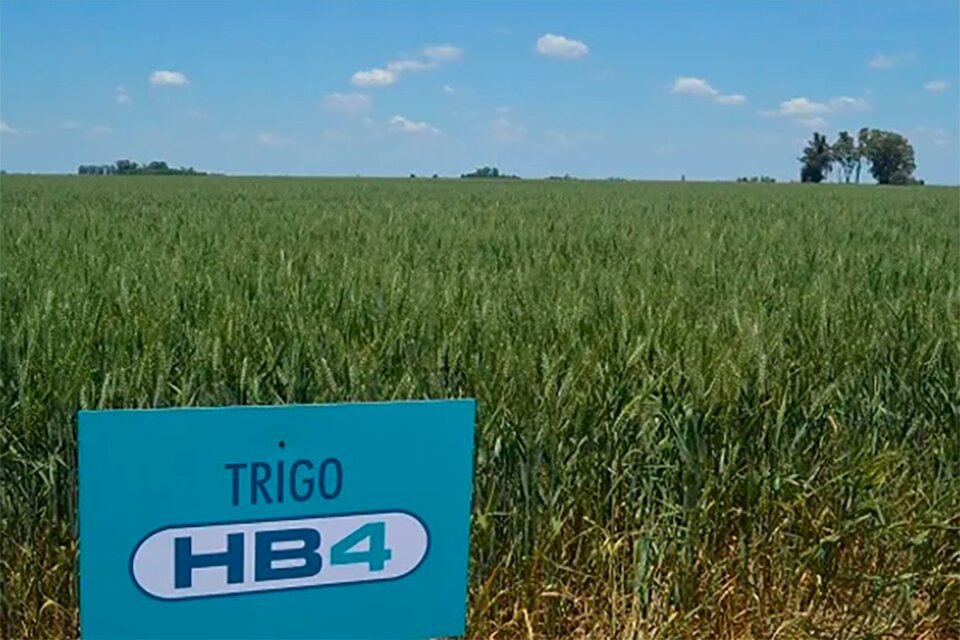 El trigo transgénico ya se mezcla con el convencional