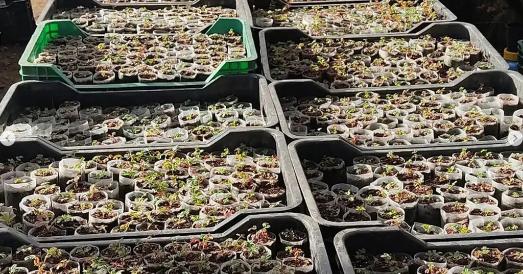 Sierras Grandes: quiénes están detrás de la restauración de los bosques nativos en altura 643c8ea196b57.jpeg