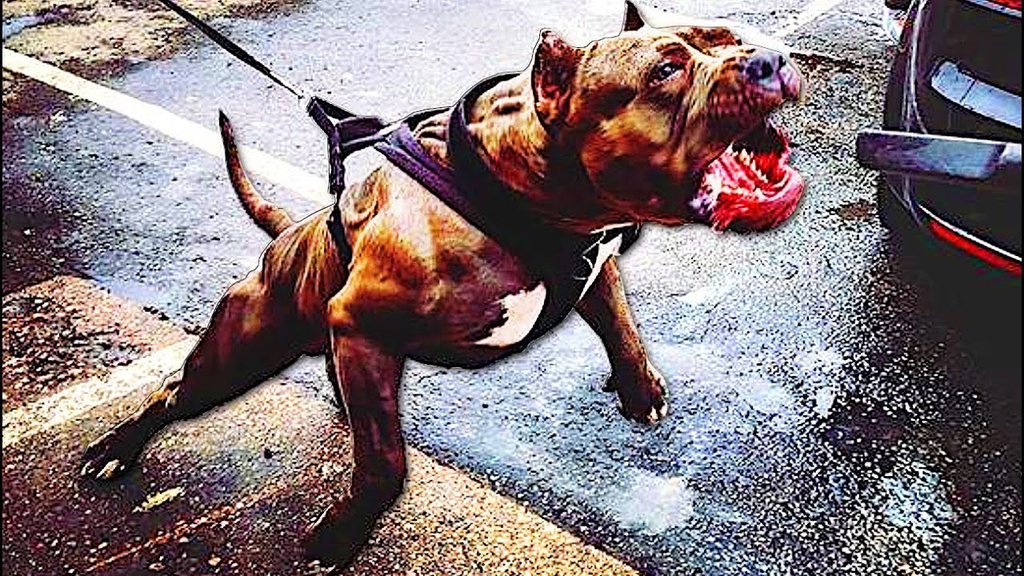 Vida de perros 64454c728b97c.jpeg