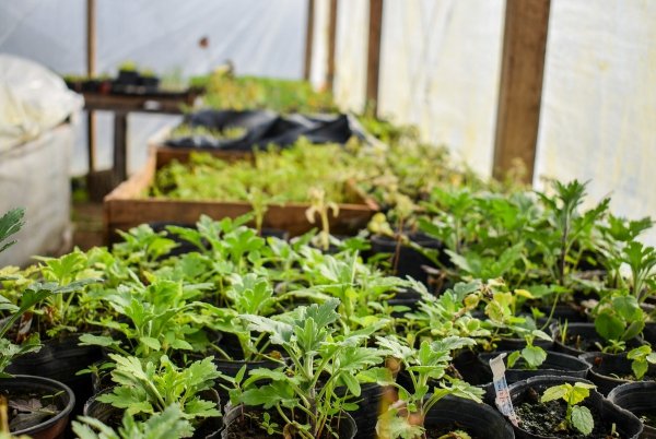 NIÑOS Y NIÑAS DEL JARDÍN 904 Y 908 VISITARON EL VIVERO MUNICIPAL