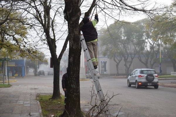 PODADORES DE ARBOLADO URBANO