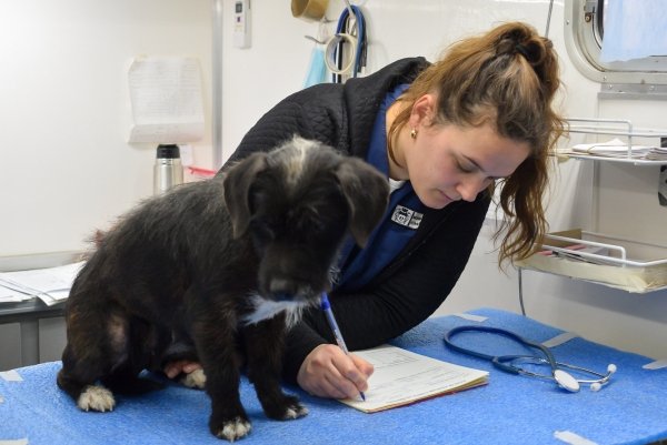 SE ENTREGARÁN TURNOS PARA CASTRACIÓN DE MASCOTAS EN EL BARRIO SAN CAYETANO