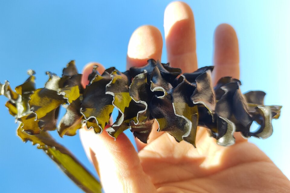 Un equipo de investigadores logra transformar un alga invasora en comida