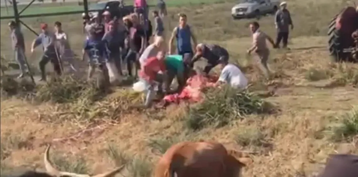 Volcó un camión con vacas