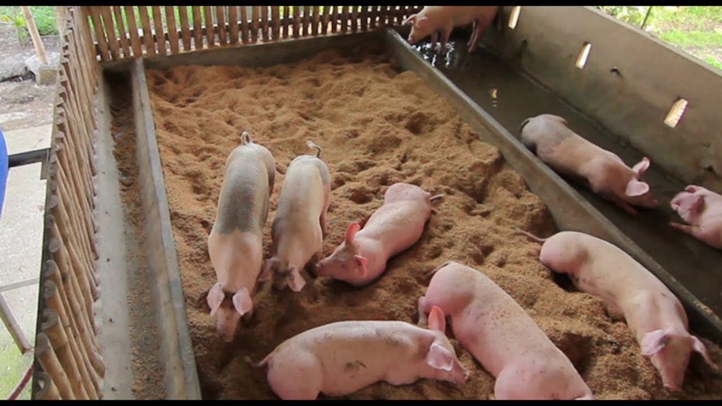 Hacia una teoría del voto cerdo 64d7a2f4eb8c8.jpeg