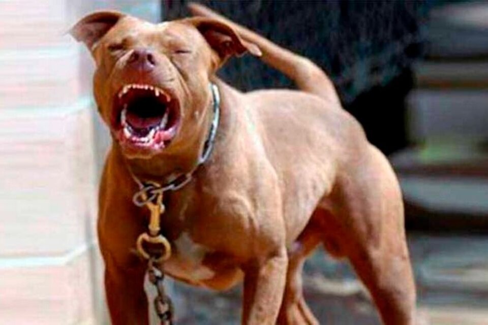 Un pitbull mordió a cinco personas y un policía le disparó para frenar el ataque