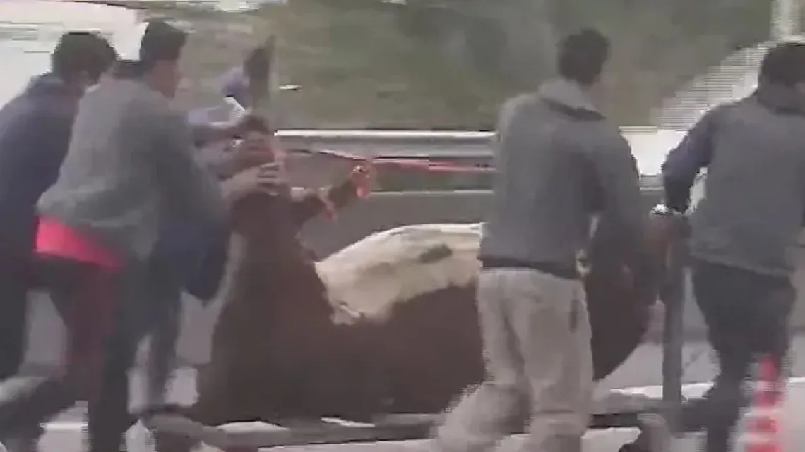 Volcó un camión que llevaba vacas y los vecinos las faenaron