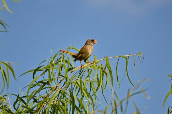 EL 5 DE OCTUBRE SE DARÁ A CONOCER EL AVE EMBLEMA DE CHASCOMÚS