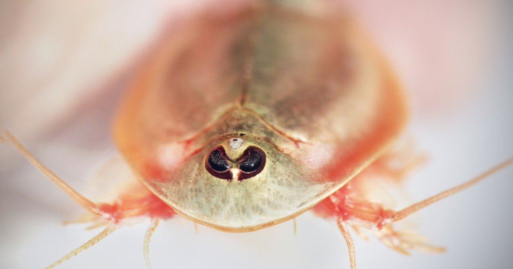 Aparecen cientos de raras criaturas de tres ojos tras las intensas lluvias 64f739c278c05.jpeg