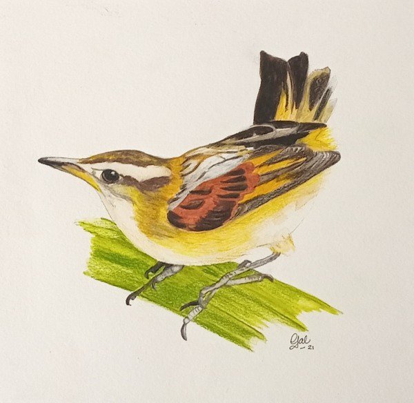 MUSEO PAMPEANO, MUESTRA PICTÓRICA “A VUELO DE PÁJARO”