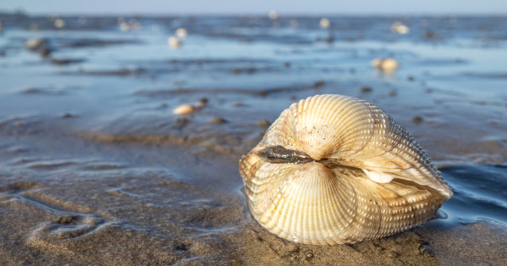 Alicia López Bruzos, Científica: “los Berberechos Pueden Contagiarse De Cáncer En El Mar” 6537d33b7d661.jpeg