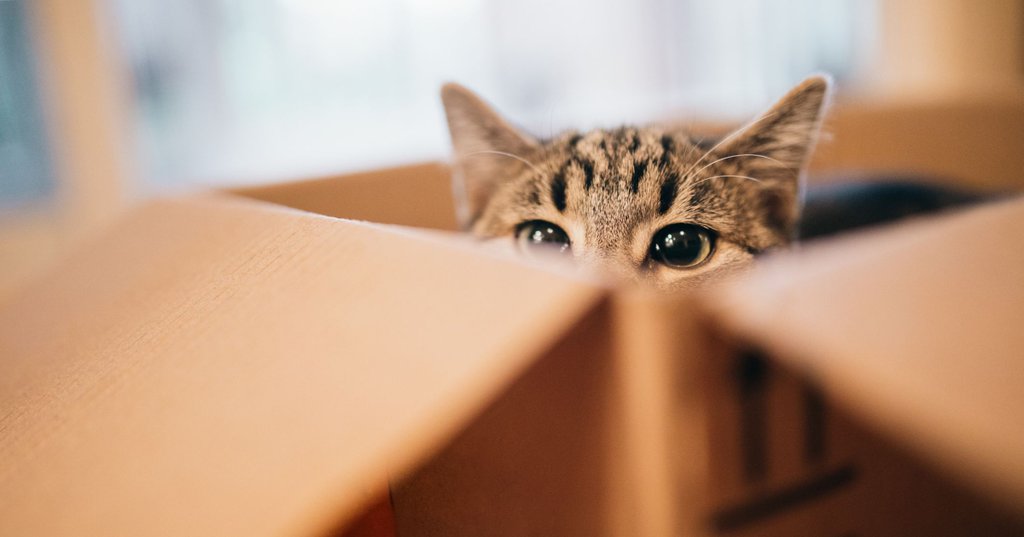 El Gato De Schrödinger: Una Paradoja Cuántica Que Desafía El Sentido Común 653d194215e32.jpeg