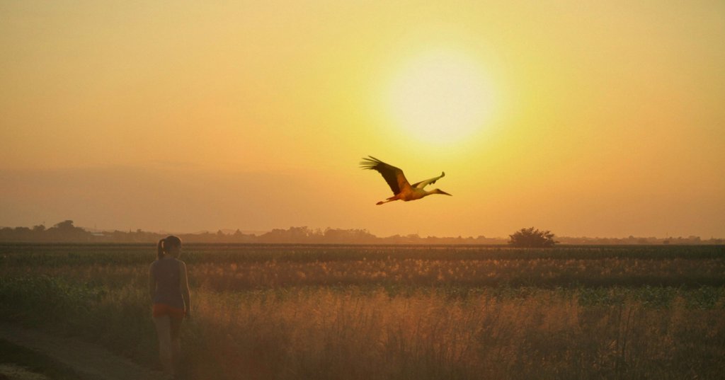La sorprendente historia del descubrimiento de la migración de las aves 652aa4389063a.jpeg