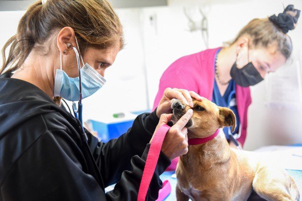 Castraciones Gratuitas De Mascotas