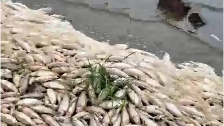 Por FenÓmenos Naturales Se RegistrÓ Una Gran Mortandad De Peces En La Laguna De ChascomÚs