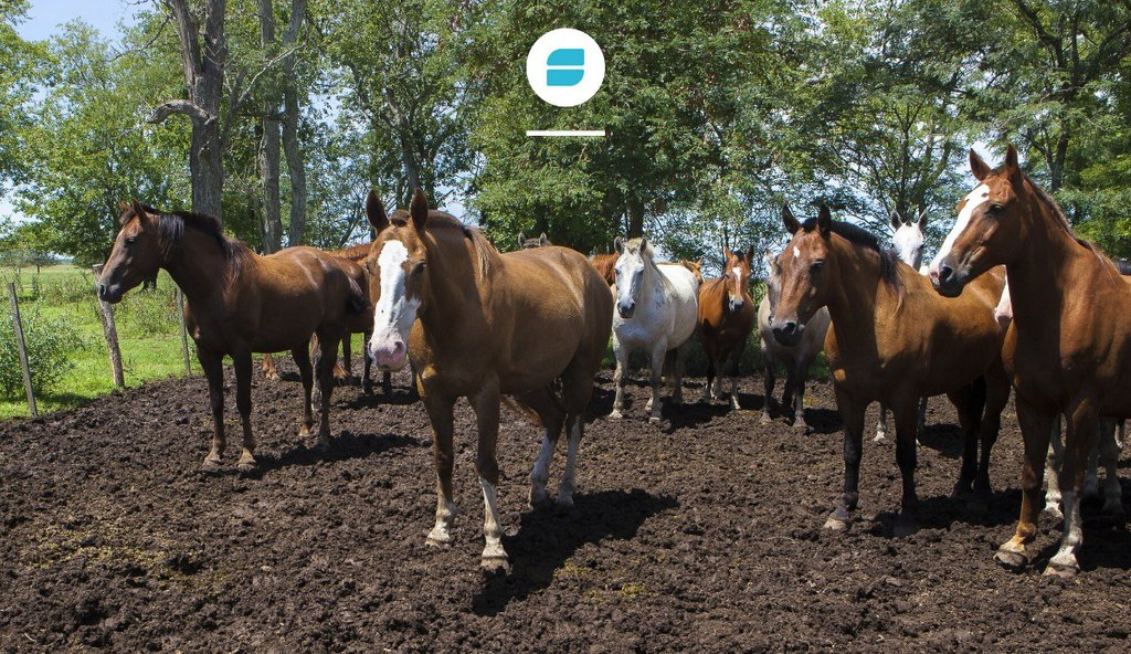 Vigilancia EpidemiolÓgica De Encefalitis Equinas