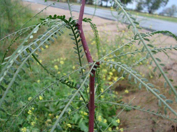 Comienza Un Ciclo Abierto De Talleres Presenciales Sobre Plantas Nativas