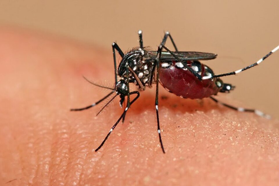 Dengue