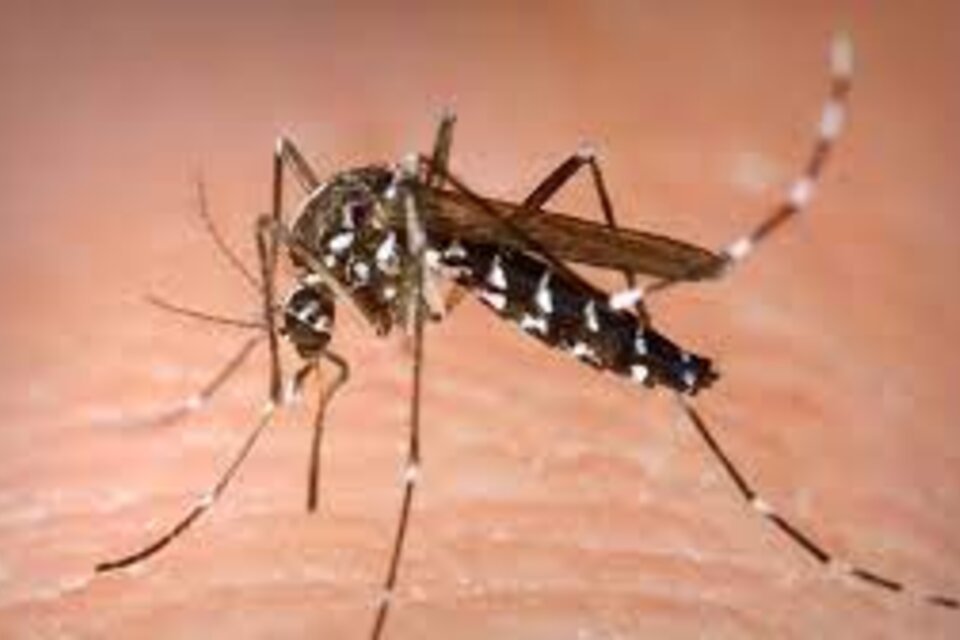 Invasión De Mosquitos En Caba