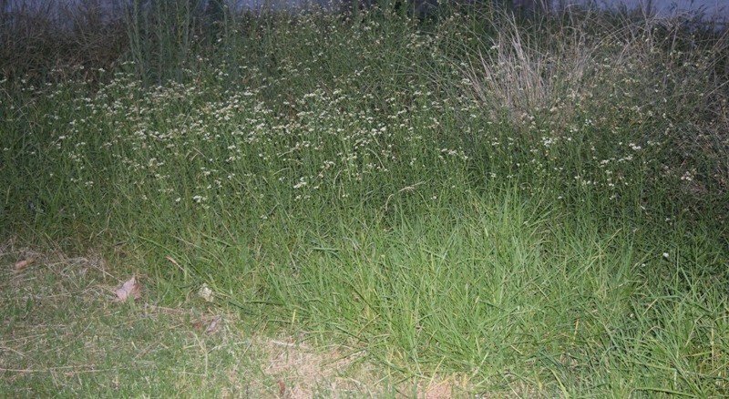 La Importancia De Mantener Los Terrenos BaldÍos En Buen Estado