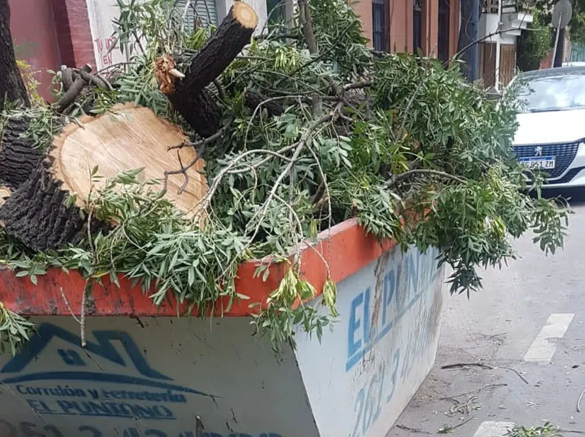 Taló Un árbol Y Le Impusieron Una Multa Millonaria