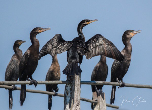 El Ave Emblema De ChascomÚs