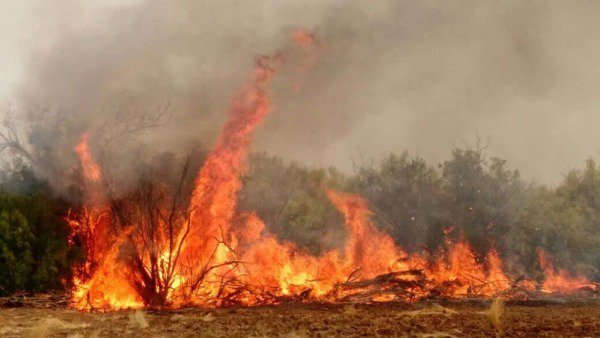 Evitar Incendios Forestales