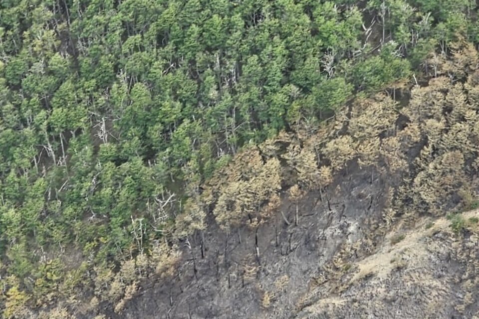 Incendio En El Parque Nacional Los Alerces