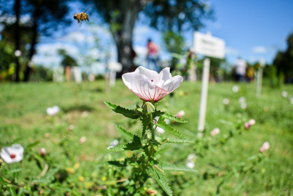 Talleres Conocer Para Cuidar, Plantas Nativas