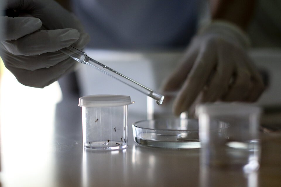 Denuncian Que El Gobierno Desfinanció Investigaciones Sobre Dengue Y Zika