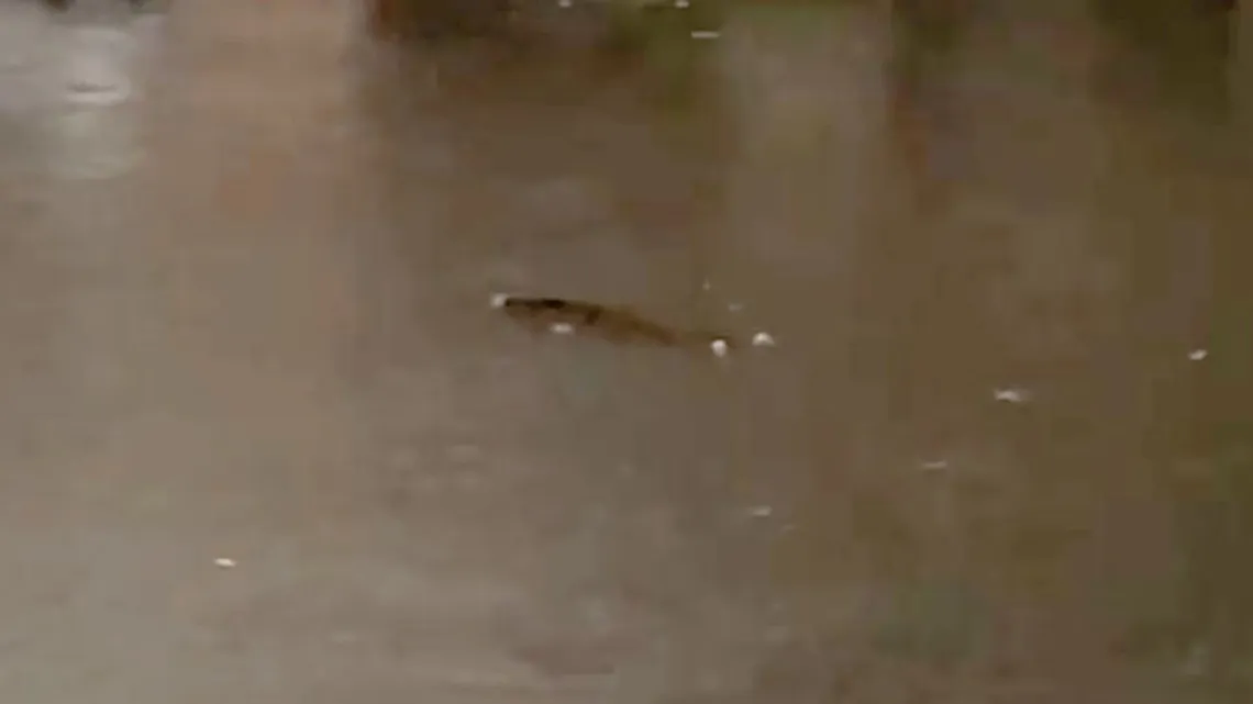 Horror En Valentín Alsina