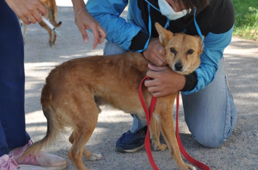 VacunaciÓn AntirrÁbica Gratuita