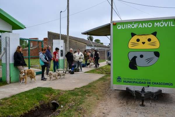 EsterilizaciÓn De Mascotas
