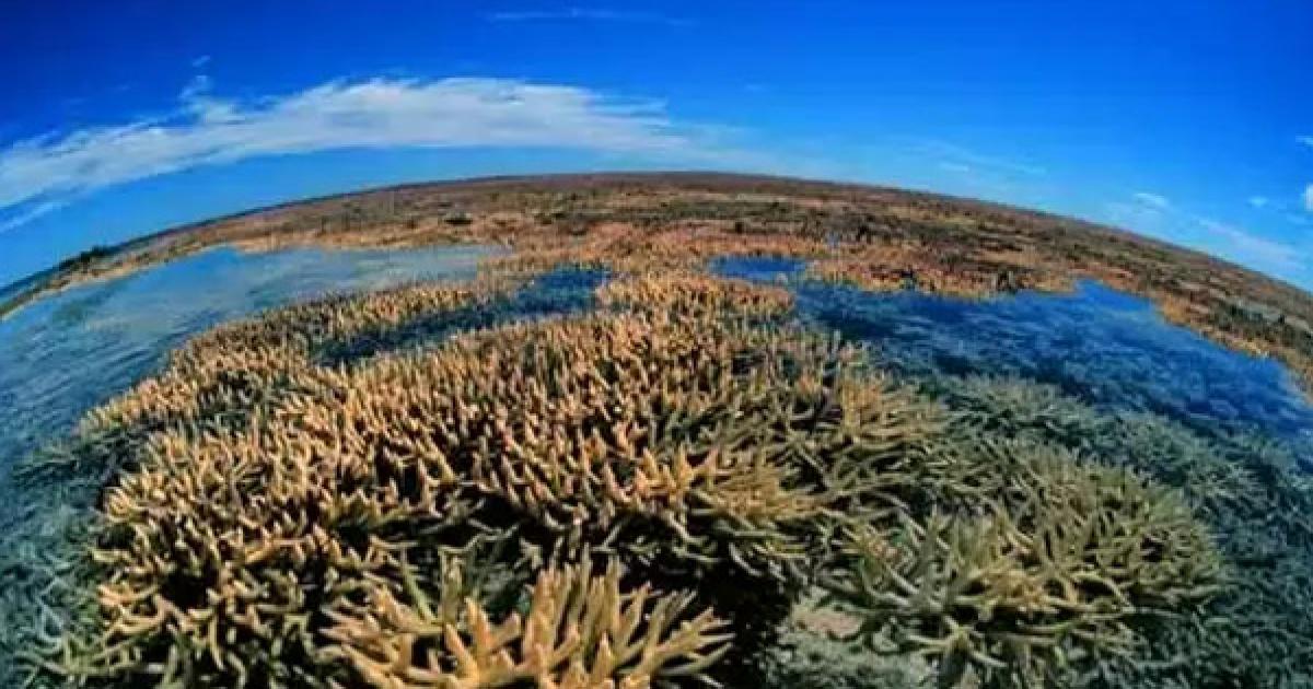 Hoy En La Historia: Entró En Vigor Convenio Internacional De La Diversidad Biológica 664e036c45753.jpeg