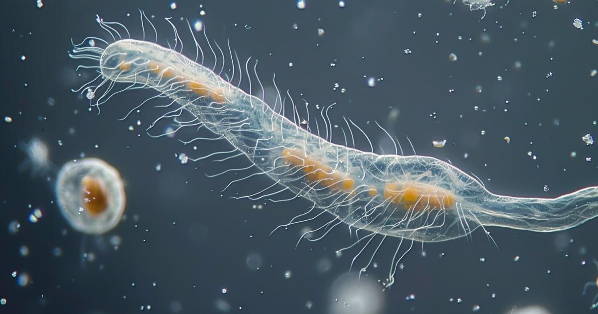 Este Organismo Alarga El Cuello Hasta 30 Veces El Tamaño De Su Cuerpo Para Atrapar Presas 666c52493ff45.jpeg