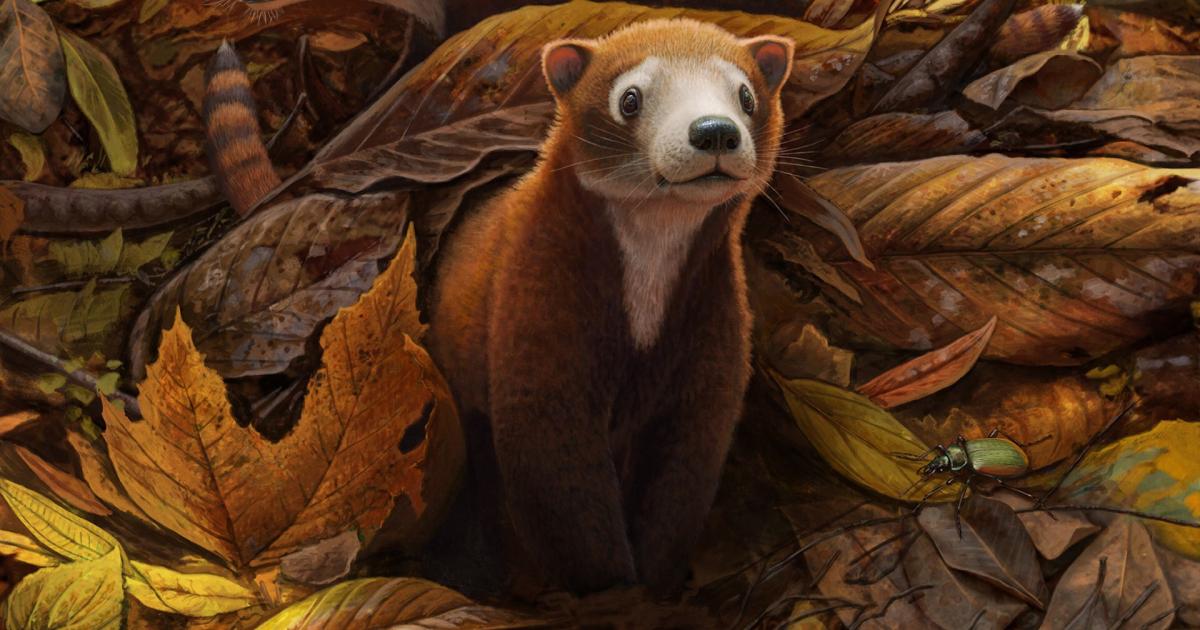 Este Pequeño Mamífero De Hace 65 Millones De Años Es El Ancestro De Las Vacas 665b2ed62b9e1.jpeg