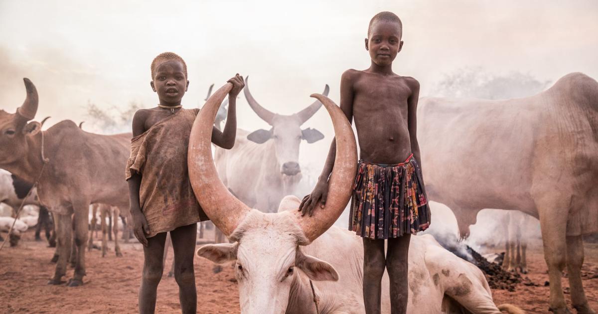 Los Mundari De Sudán Del Sur: Guardianes De Las Sagradas Vacas Ankole 667198380e046.jpeg