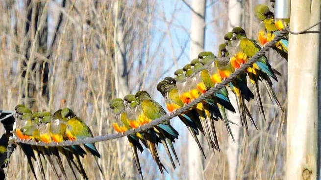 Invasión De Loros