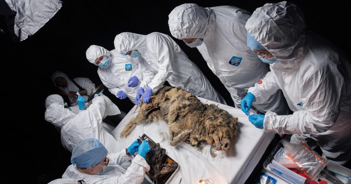 Descubren Un Lobo De Hace 44.000 Años En Perfecto Estado De Conservación 6682bbb7c5dc6.jpeg