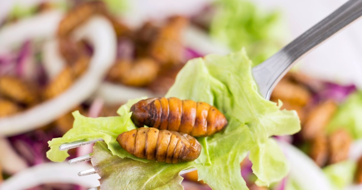 El Futuro De La Alimentación: ¿insectos En Tu Menú Diario? Ventajas E Inconvenientes 669e6b39015cf.jpeg
