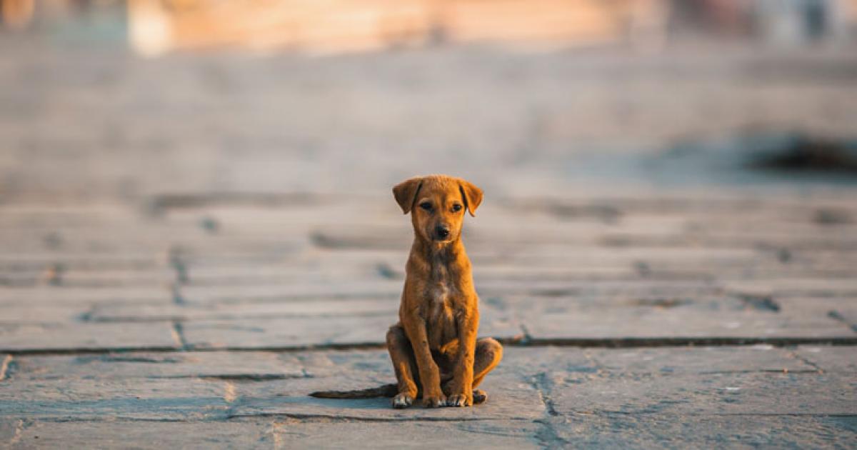 Hoy En La Historia: Día Mundial Del Perro Callejero 66a5066a2f208.jpeg