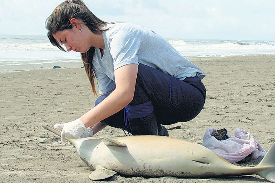 Delfines Sobre La Playa