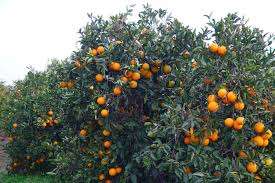 Producción Frutihortícola