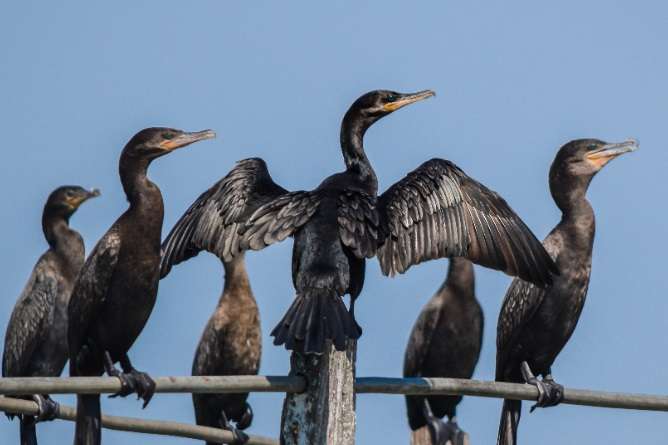 Avistaje De Aves En Chascomús