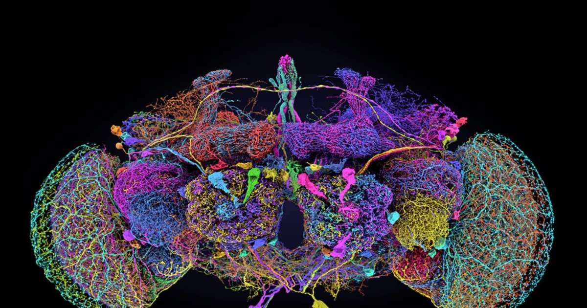 El Diminuto Cerebro De La Mosca De La Fruta Revoluciona La Neurociencia: Esto Es Lo Que Lo Hace Tan Importante 66fffa3a146a9.jpeg