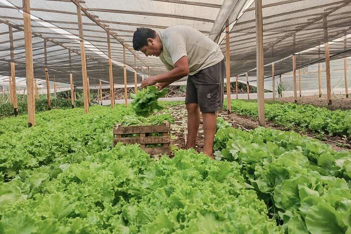 Productores De Alimentos